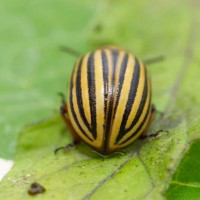 Colorado Beetle